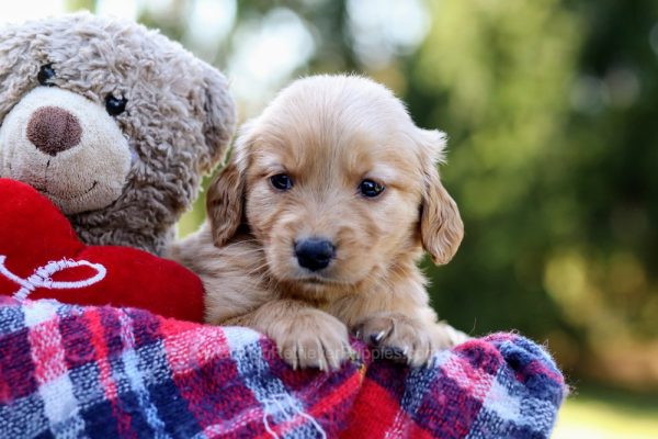 Image of Charlie, a Golden Retriever puppy