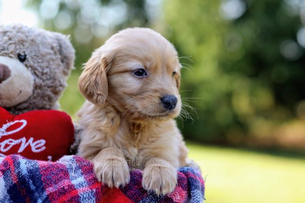 Image of Cooper, a Golden Retriever puppy