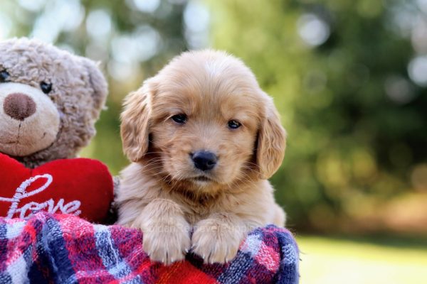 Image of Crystal, a Golden Retriever puppy