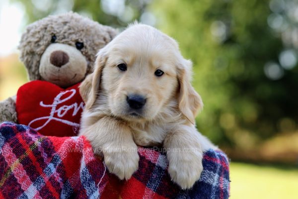 Image of Dakota, a Golden Retriever puppy