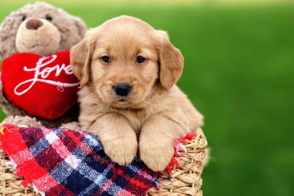 Image of Dana, a Golden Retriever puppy