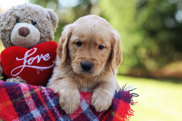 Image of Dexter, a Golden Retriever puppy