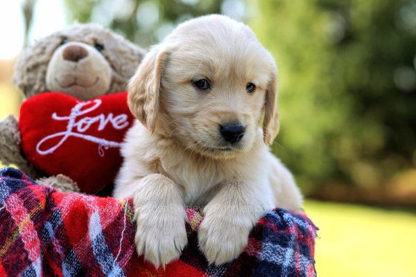 Image of Dylan, a Golden Retriever puppy