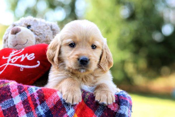 Image of Jane, a Golden Retriever puppy