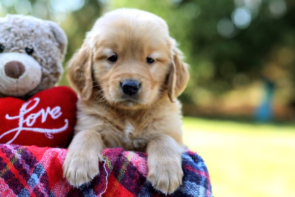 Image of Jasper, a Golden Retriever puppy