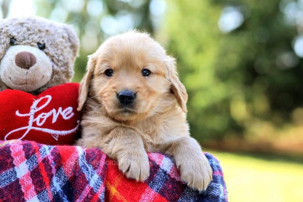 Image of Java, a Golden Retriever puppy