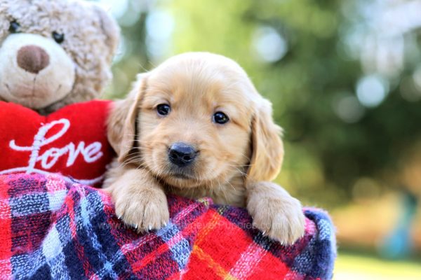 Image of Josie, a Golden Retriever puppy