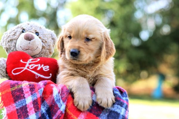 Image of Juliet, a Golden Retriever puppy