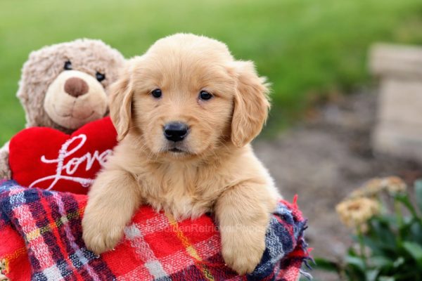 Image of Kimberly, a Golden Retriever puppy