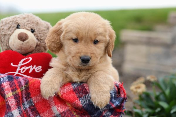 Image of Konner, a Golden Retriever puppy