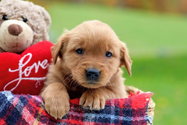 Image of Macy, a Golden Retriever puppy