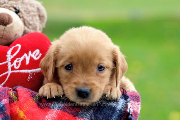 Image of Madison, a Golden Retriever puppy