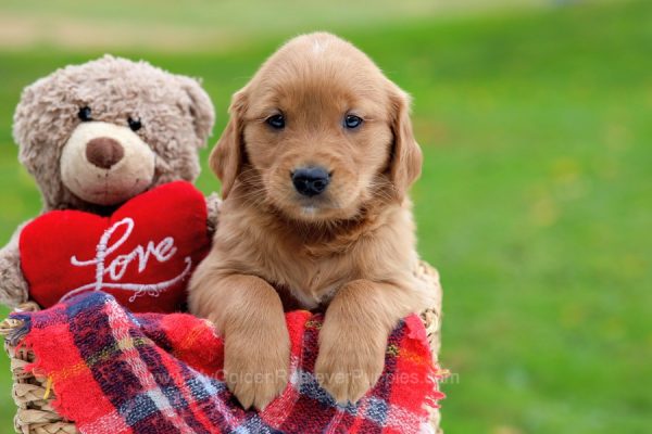 Image of Miles, a Golden Retriever puppy