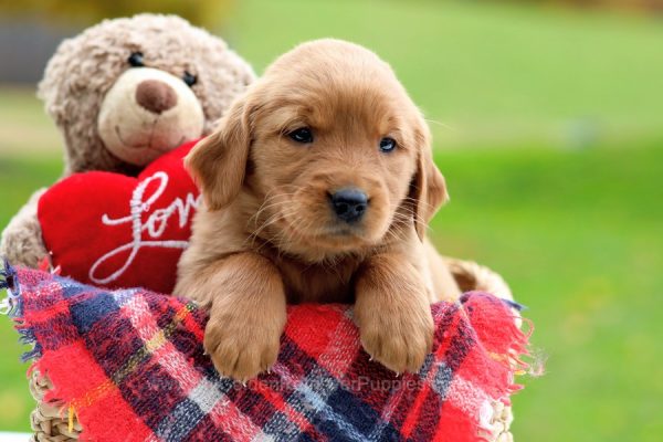 Image of Mindie, a Golden Retriever puppy