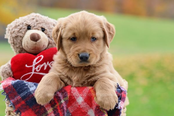 Image of Peppa, a Golden Retriever puppy