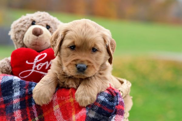 Image of Polly, a Golden Retriever puppy