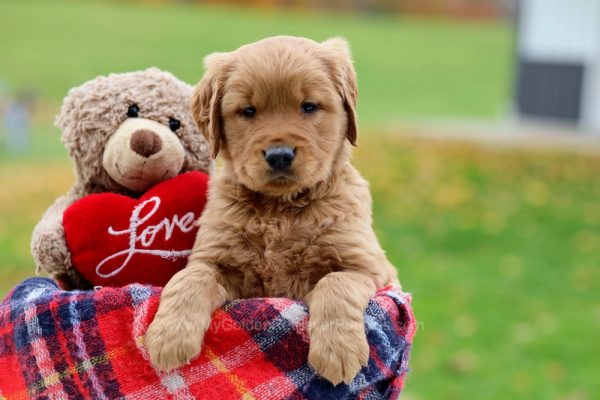 Image of Poppy, a Golden Retriever puppy