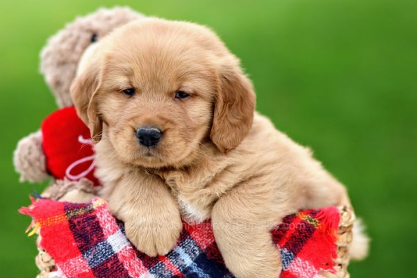 Image of Ronny, a Golden Retriever puppy