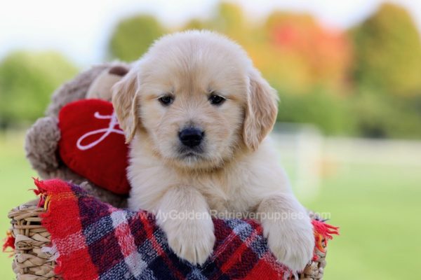 Image of Savannah, a Golden Retriever puppy