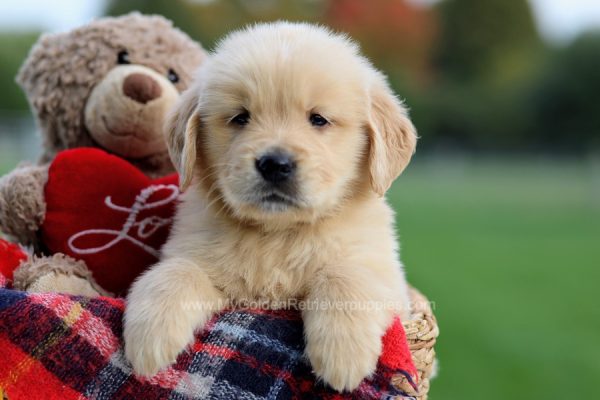 Image of Scout, a Golden Retriever puppy