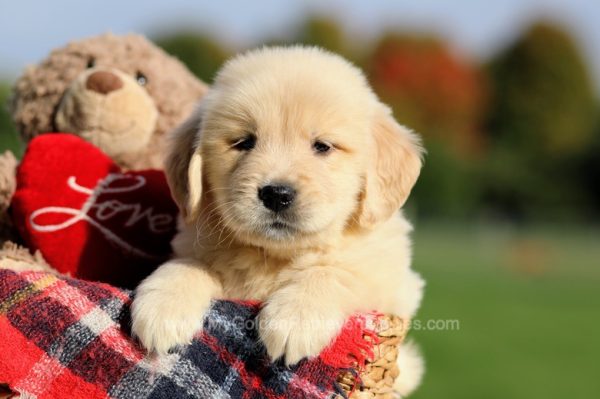 Image of Shiloh, a Golden Retriever puppy