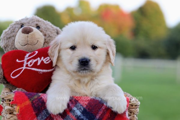 Image of Sierra, a Golden Retriever puppy