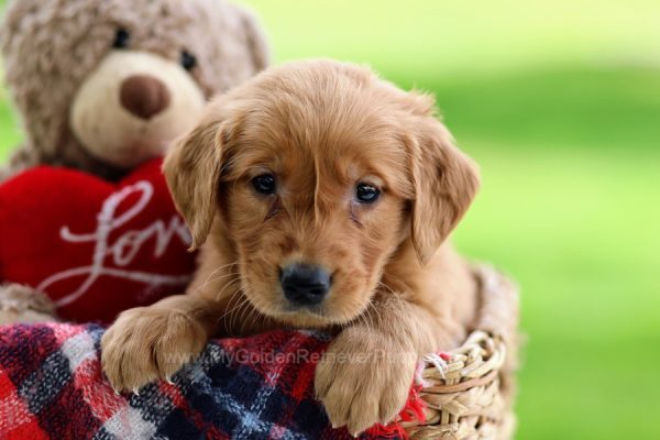 Image of Tara, a Golden Retriever puppy