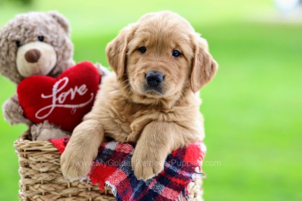 Image of Travis, a Golden Retriever puppy