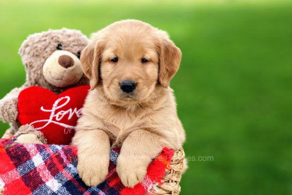 Image of Trooper, a Golden Retriever puppy