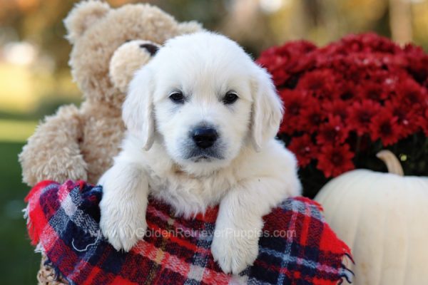 Image of Tucker, a Golden Retriever puppy