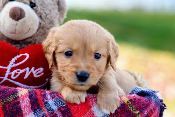 Image of Ty, a Golden Retriever puppy