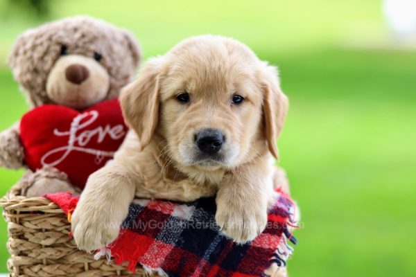 Image of Tyler, a Golden Retriever puppy