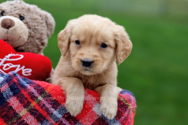 Image of Walker, a Golden Retriever puppy