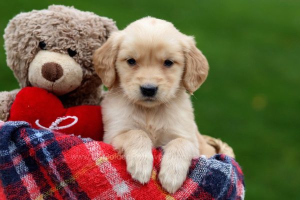 Image of Wendy, a Golden Retriever puppy