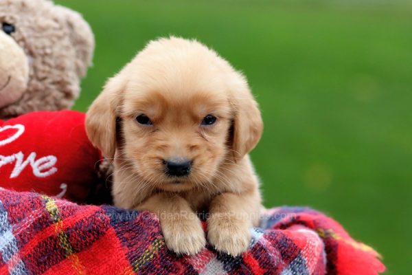 Image of Winnie, a Golden Retriever puppy