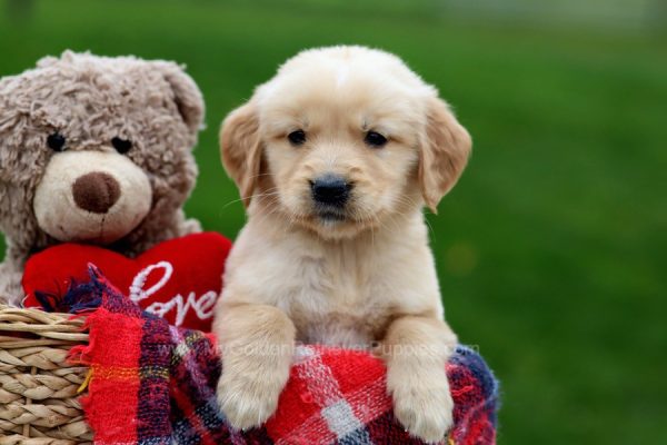 Image of Whitney, a Golden Retriever puppy