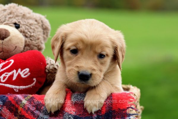 Image of Bailey, a Golden Retriever puppy