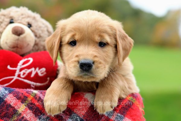 Image of Baxter, a Golden Retriever puppy