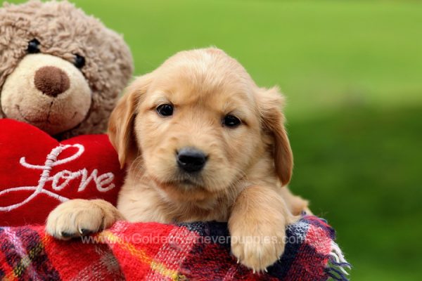 Image of Bella, a Golden Retriever puppy