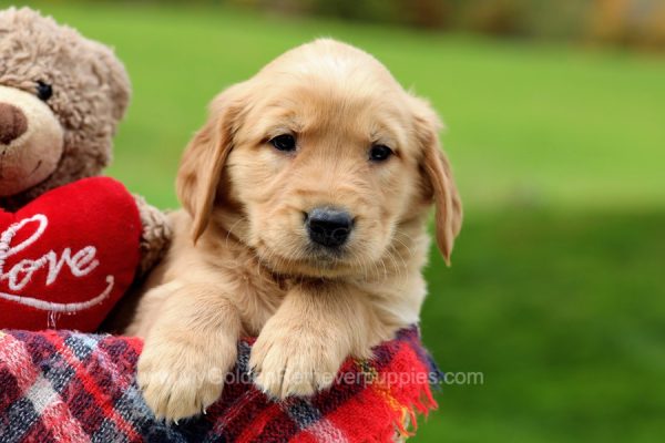 Image of Blake, a Golden Retriever puppy