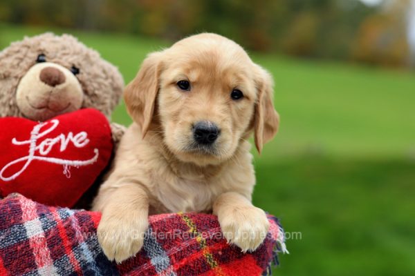 Image of Buster, a Golden Retriever puppy