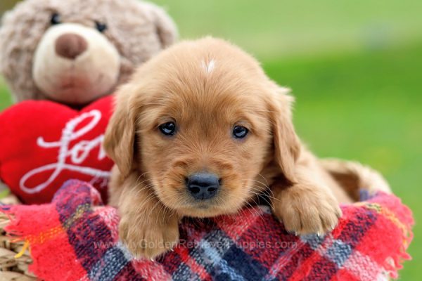 Image of Marvin, a Golden Retriever puppy