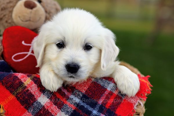 Image of Max, a Golden Retriever puppy