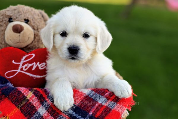 Image of Mitsy, a Golden Retriever puppy