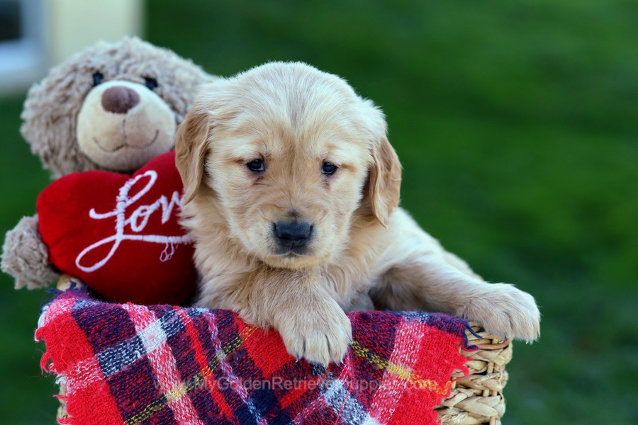 apollo-my-golden-retriever-puppies