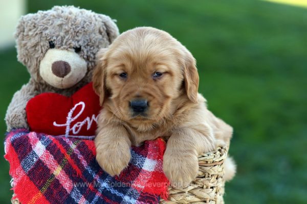 Image of Arlene, a Golden Retriever puppy