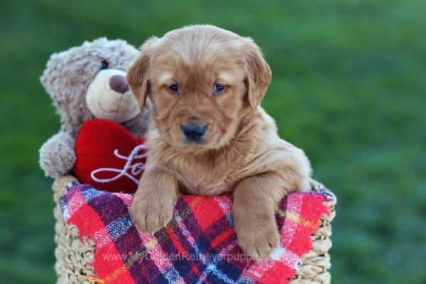 Image of Arthur, a Golden Retriever puppy