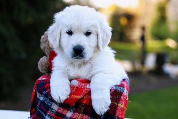 Image of Boomer, a Golden Retriever puppy