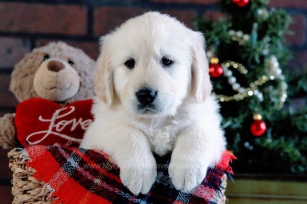 Image of Dakota, a Golden Retriever puppy