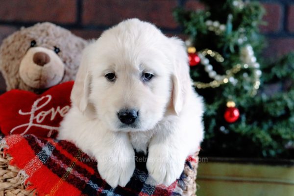 Image of Dallas, a Golden Retriever puppy